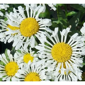 Leucanthemum maximum Oohla Lacrosse - Margaréta