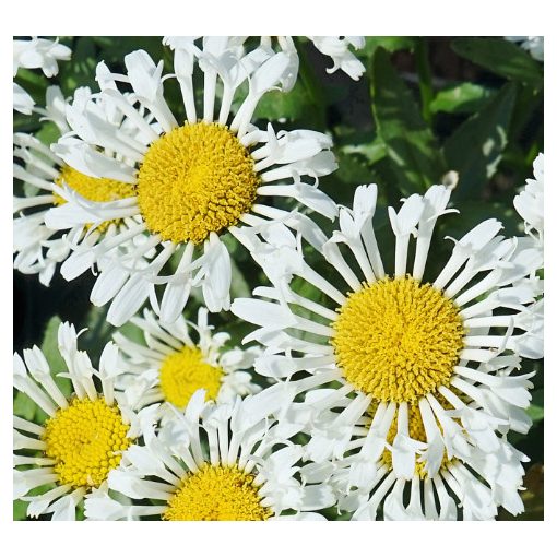 Leucanthemum maximum Oohla Lacrosse - Margaréta
