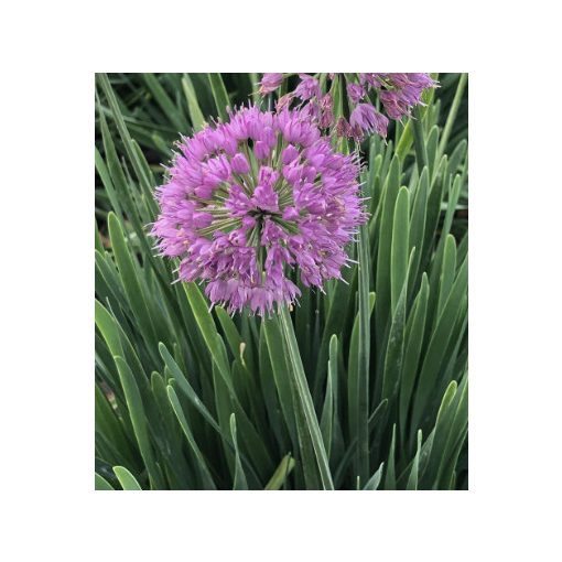 Allium Serendipity - Díszhagyma