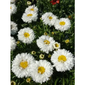 Leucanthemum Ooh La Laspider - Margaréta