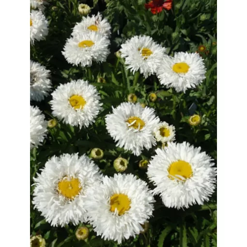 Leucanthemum Ooh La Laspider - Margaréta