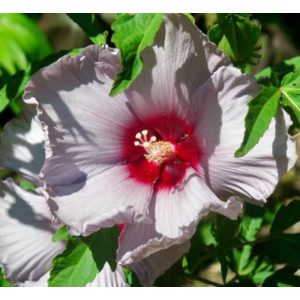Hibiscus moscheutos Blue Brulee - Mocsári hibiszkusz
