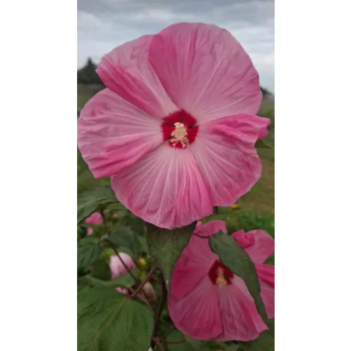Hibiscus moscheutos Royal Ruffled Pink - Mocsári hibiszkusz