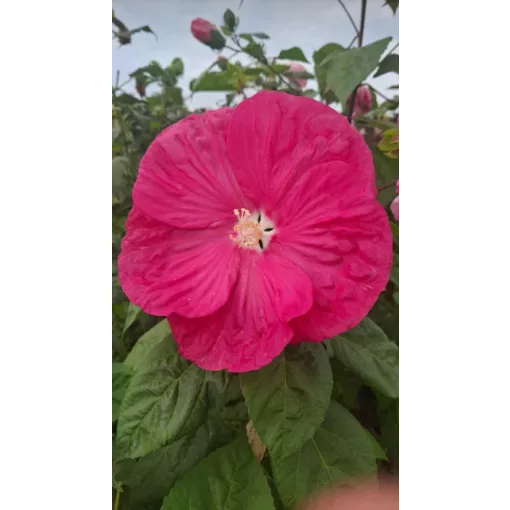 Hibiscus moscheutos Royal Cherry White Eye - Mocsári hibiszkusz