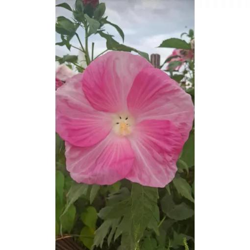 Hibiscus moscheutos Royal Pink Oak Leaf - Mocsári hibiszkusz