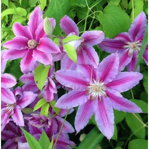 Clematis Nelly Moser