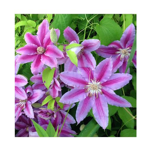 Clematis Nelly Moser