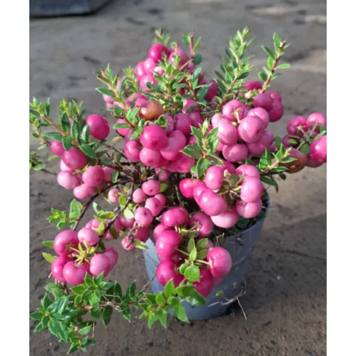 Gaultheria mucronata Rosea - Tűzföldi mirtuszhanga (Pernettya)