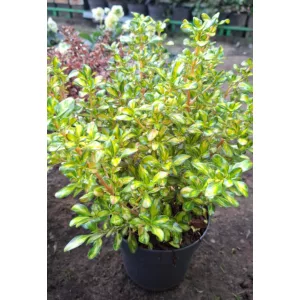 Coprosma Lemon and Lime - Amerikai tükörcserje