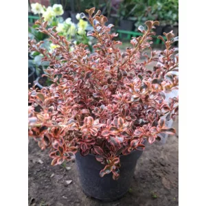 Coprosma Fireburst - Amerikai tükörcserje