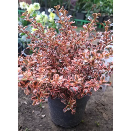 Coprosma Fireburst - Amerikai tükörcserje