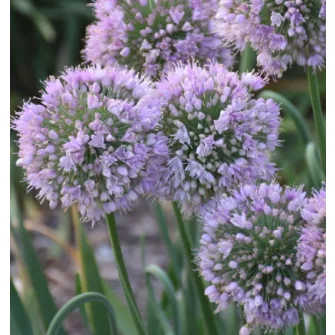 Díszhagyma (Allium)