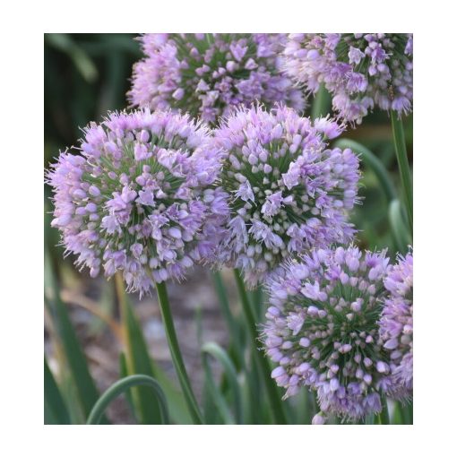 Allium Bubblebath - Díszhagyma