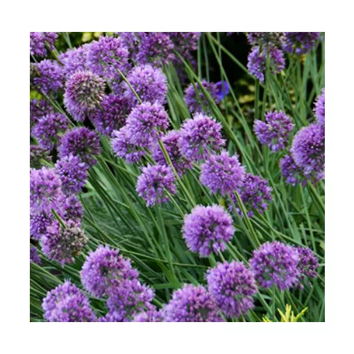 Allium Medusa Hair - Díszhagyma