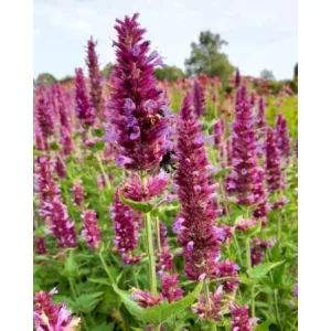 Agastache rugosa Globetrotter - Izsópfű