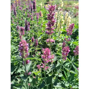 Agastache rugosa Globetrotter - Izsópfű