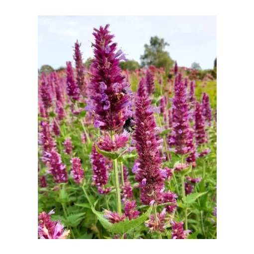 Agastache rugosa Globetrotter - Izsópfű