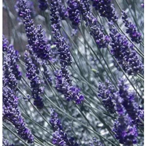 Lavandula x chaytorae Silver Frost - Levendula