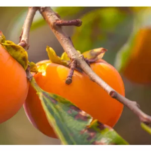 Diospyros khaki Rojo Brillante - Datolyaszilva
