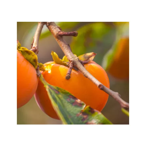 Diospyros khaki Rojo Brillante - Datolyaszilva