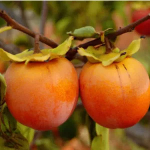 Diospyros khaki Vaniglia - Datolyaszilva