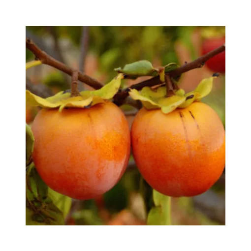 Diospyros khaki Vaniglia - Datolyaszilva