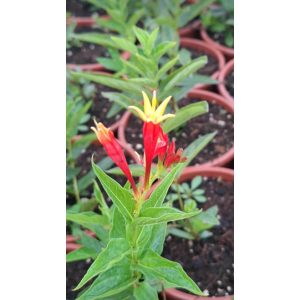 Spigelia marilandica Ragin Cajun - Erdei rózsaszíngyökér