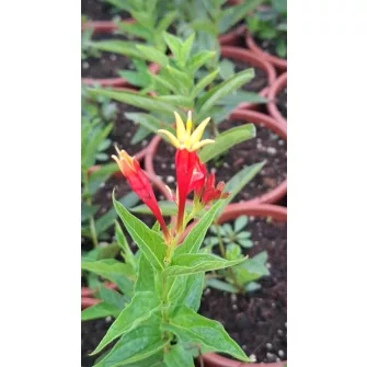 Féregbokor (Spigelia)