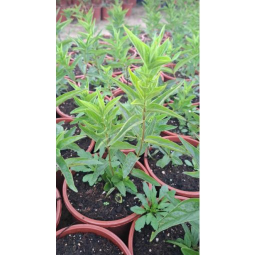 Spigelia marilandica Ragin Cajun - Erdei rózsaszíngyökér