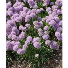 Allium Avatar - Díszhagyma