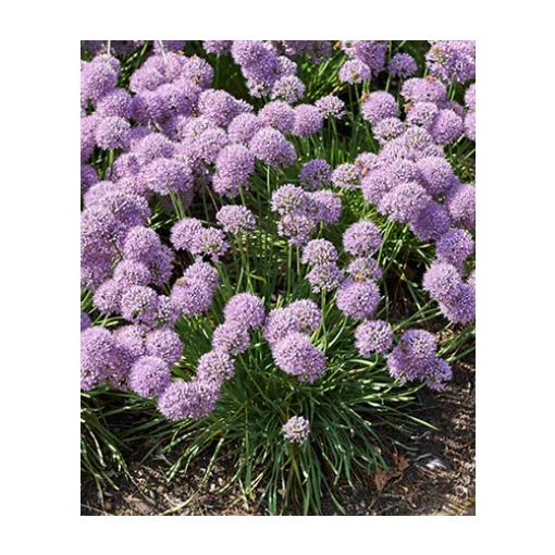 Allium Avatar - Díszhagyma