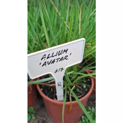 Allium Avatar - Díszhagyma