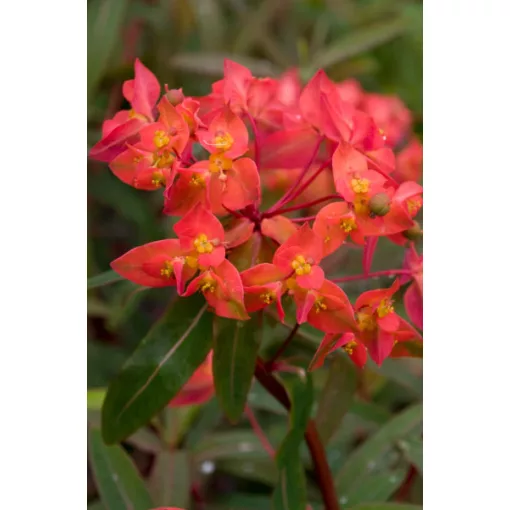Euphorbia griffithii Dixter - Rózsás kutyatej