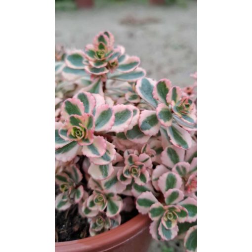 Sedum spurium What a Doozie - Kaukázusi varjúháj