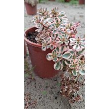 Sedum spurium What a Doozie - Kaukázusi varjúháj