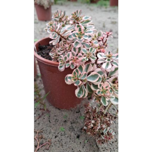 Sedum spurium What a Doozie - Kaukázusi varjúháj