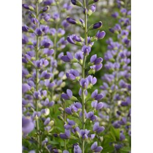 Baptisia Blue Bubbly - Déli borsófürt
