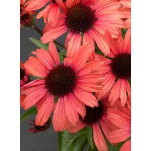 Echinacea Dark Shadows Mystic - Kasvirág