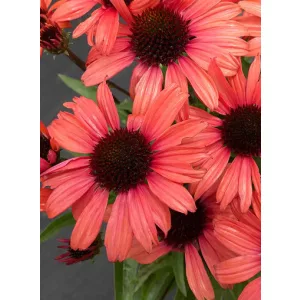 Echinacea Dark Shadows Mystic - Kasvirág