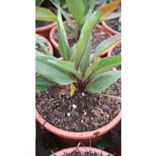 Echinacea Dark Shadows Mystic - Kasvirág