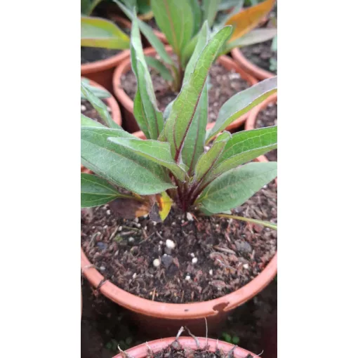 Echinacea Dark Shadows Mystic - Kasvirág