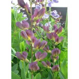 Baptisia Twilight Prairie Blues - Déli borsófürt