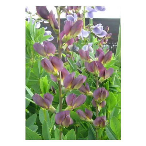 Baptisia Twilight Prairie Blues - Déli borsófürt