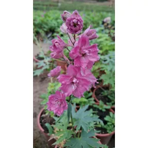 Delphinium Delgenius Chantay - Évelő szarkaláb