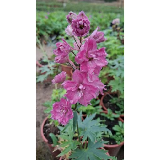 Delphinium Delgenius Chantay - Évelő szarkaláb