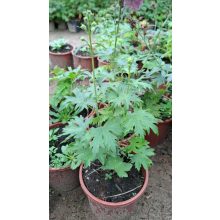 Delphinium Delgenius Chantay - Évelő szarkaláb