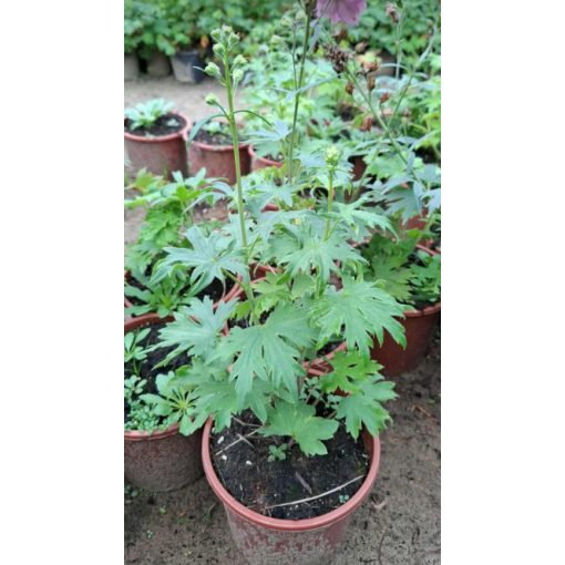 Delphinium Delgenius Chantay - Évelő szarkaláb