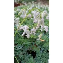 Dicentra formosa Amore Titanum - Szép szívvirág