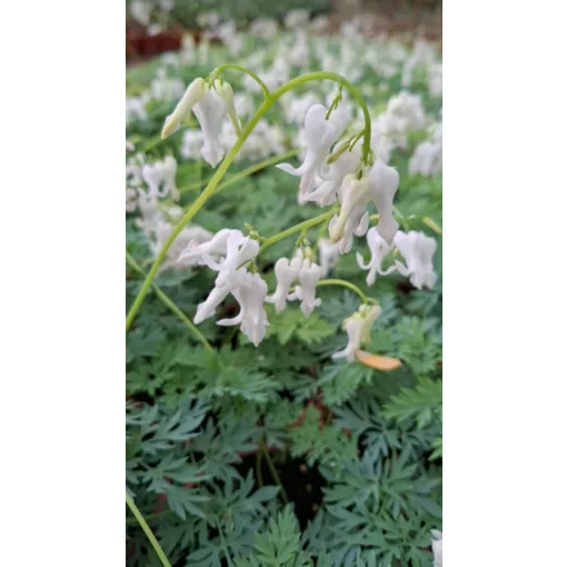 Dicentra formosa Amore Titanum - Szép szívvirág