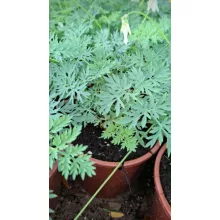 Dicentra formosa Amore Titanum - Szép szívvirág